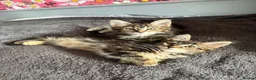 Mixed Breed cats for sale: Two fluffy tabby kittens for sale - Advert 3