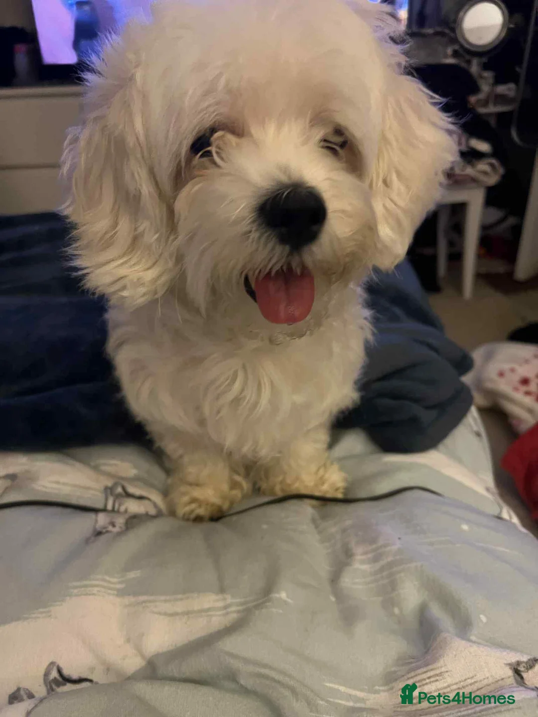 Lhasapoo dogs for sale: Lhasapoo puppies - Advert 2