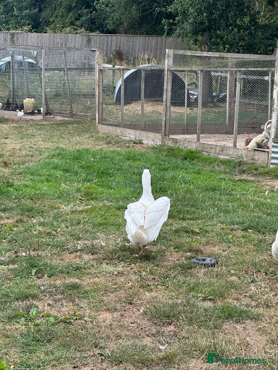 Geese poultry for sale: Female embden geese young  - Image 4