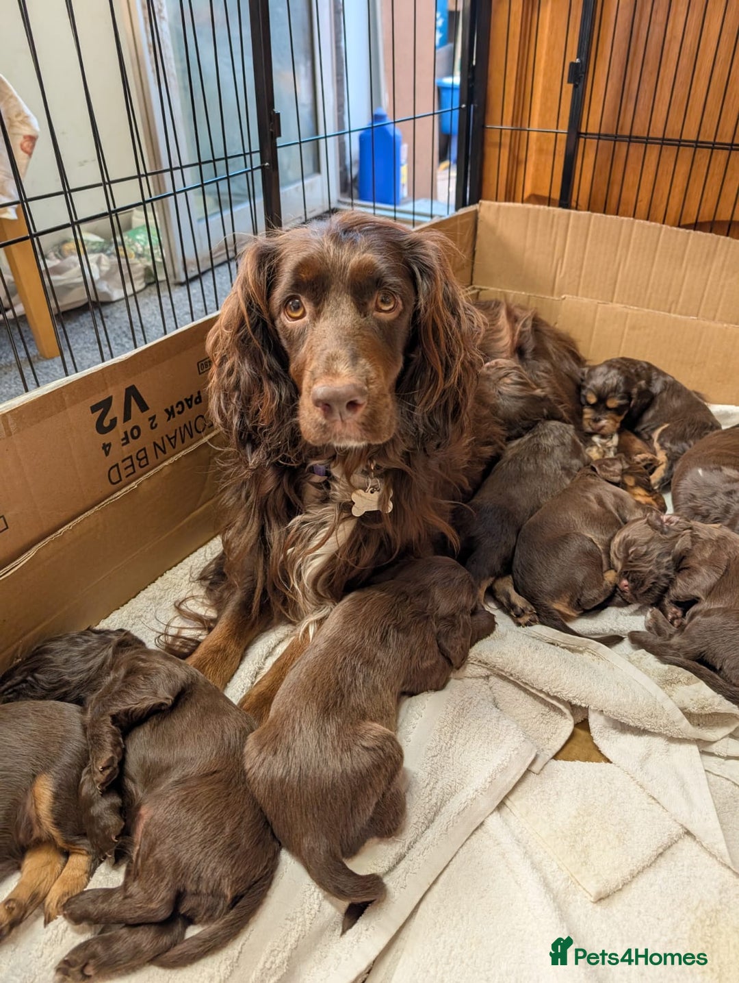 Cocker Spaniel dogs for sale: 3 Girls Looking For Loving Homes - Image 18