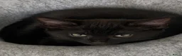 Mixed Breed cats for sale: beautiful kittens looking for for forever home - Advert 4
