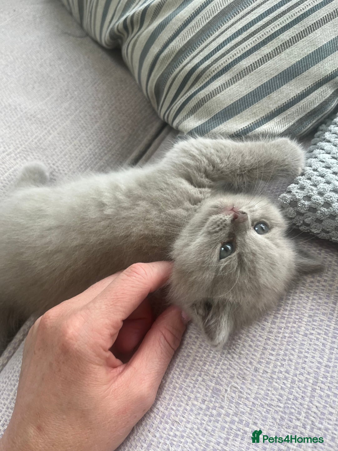 British Shorthair cats for sale: British Short Hair kittens x2 boys left  - Image 4