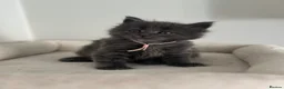 Mixed Breed cats for sale: Maine coon mix breed kittens  - Advert 18