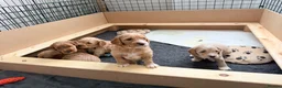 Cockapoo dogs for sale: Beautiful F2 Cockapoo Puppies in Birmingham - Advert 1