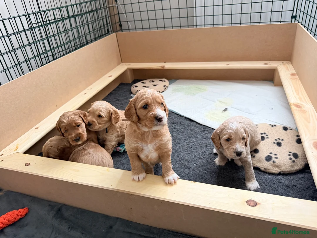 Cockapoo dogs for sale: Beautiful F2 Cockapoo Puppies in Birmingham - Advert 1