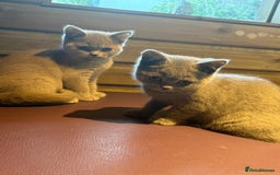 British Shorthair cats for sale: Beautiful British Shorthair in Bromley - Image 2