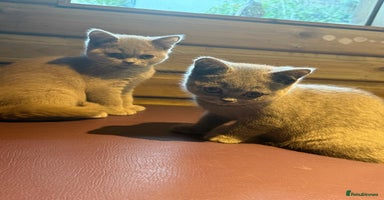 British Shorthair cats in Bromley - Advert 12