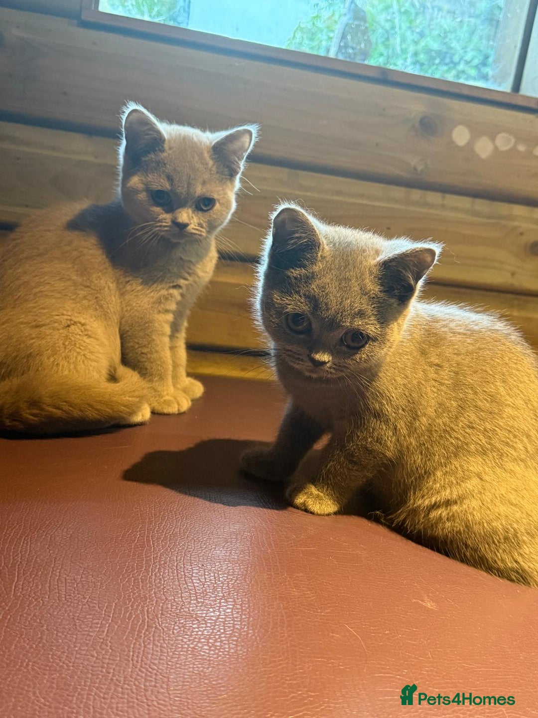 British Shorthair cats for sale: Beautiful British Shorthair in Bromley - Image 2