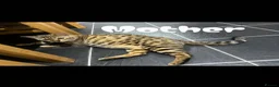 Mixed Breed cats for sale: Beautiful Bengal Cross Kittens - Advert 2