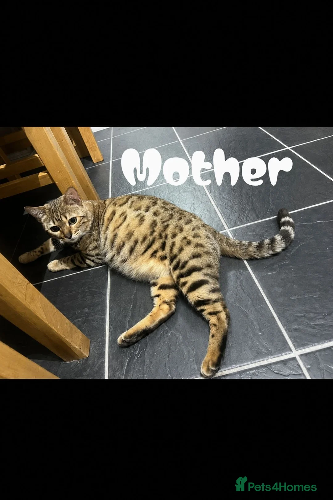 Mixed Breed cats for sale: Beautiful Bengal Cross Kittens - Advert 2