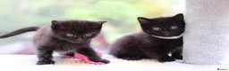 Domestic Shorthair cats for sale: Beautiful Kittens - Advert 17