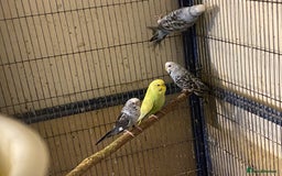 Budgerigars birds for sale: 7 Baby budgies for sale  - Advert 11