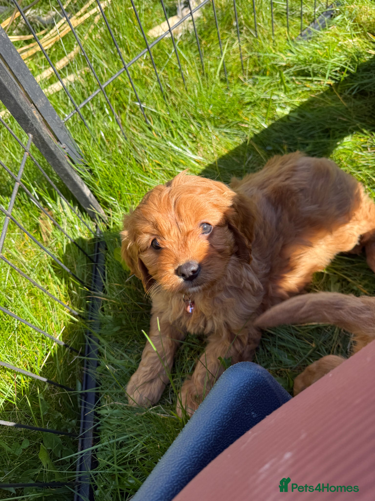 Cavapoo dogs Beautiful Health Tested Cavapoo Puppies - Advert 1