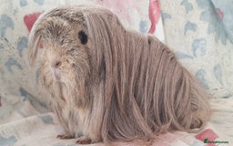 Guinea Pig rodents for sale: BABY GUINEA PIGS AVAILABLE HEREFORDSHIRE  - Image 15