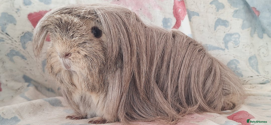 Guinea Pig rodents for sale: BABY GUINEA PIGS AVAILABLE HEREFORDSHIRE  - Image 15