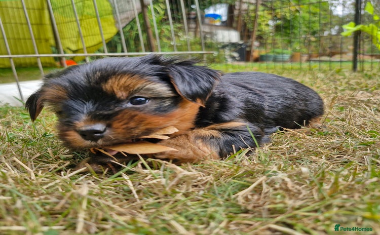 Yorkshire Terrier dogs - Advert 16