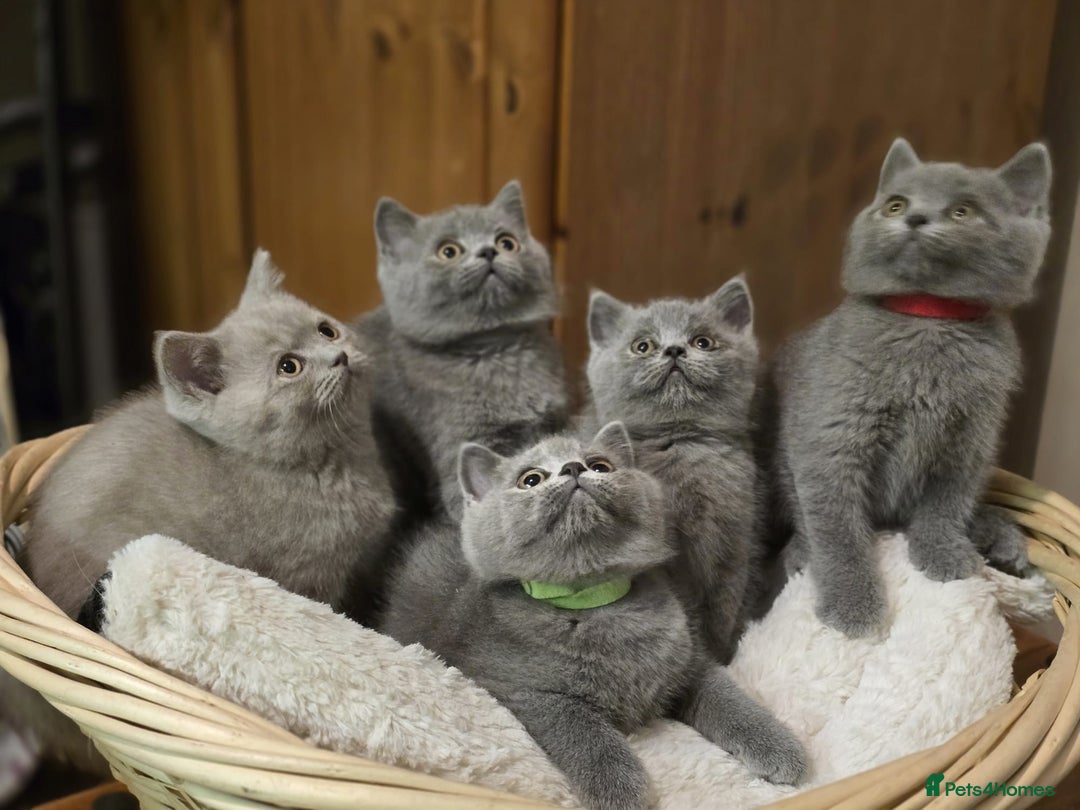 Scottish Fold cats for sale: Scottish fold /straight  - Advert 6