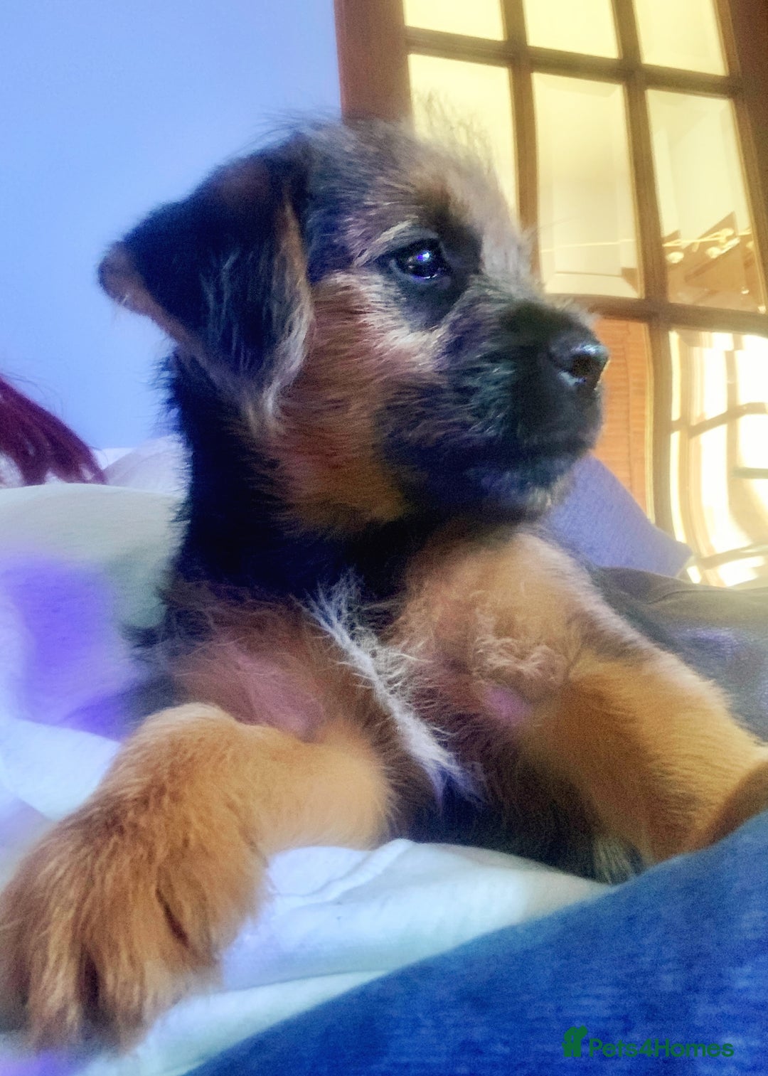 Border Terrier dogs for sale: Stunning Border Teddies - Advert 3