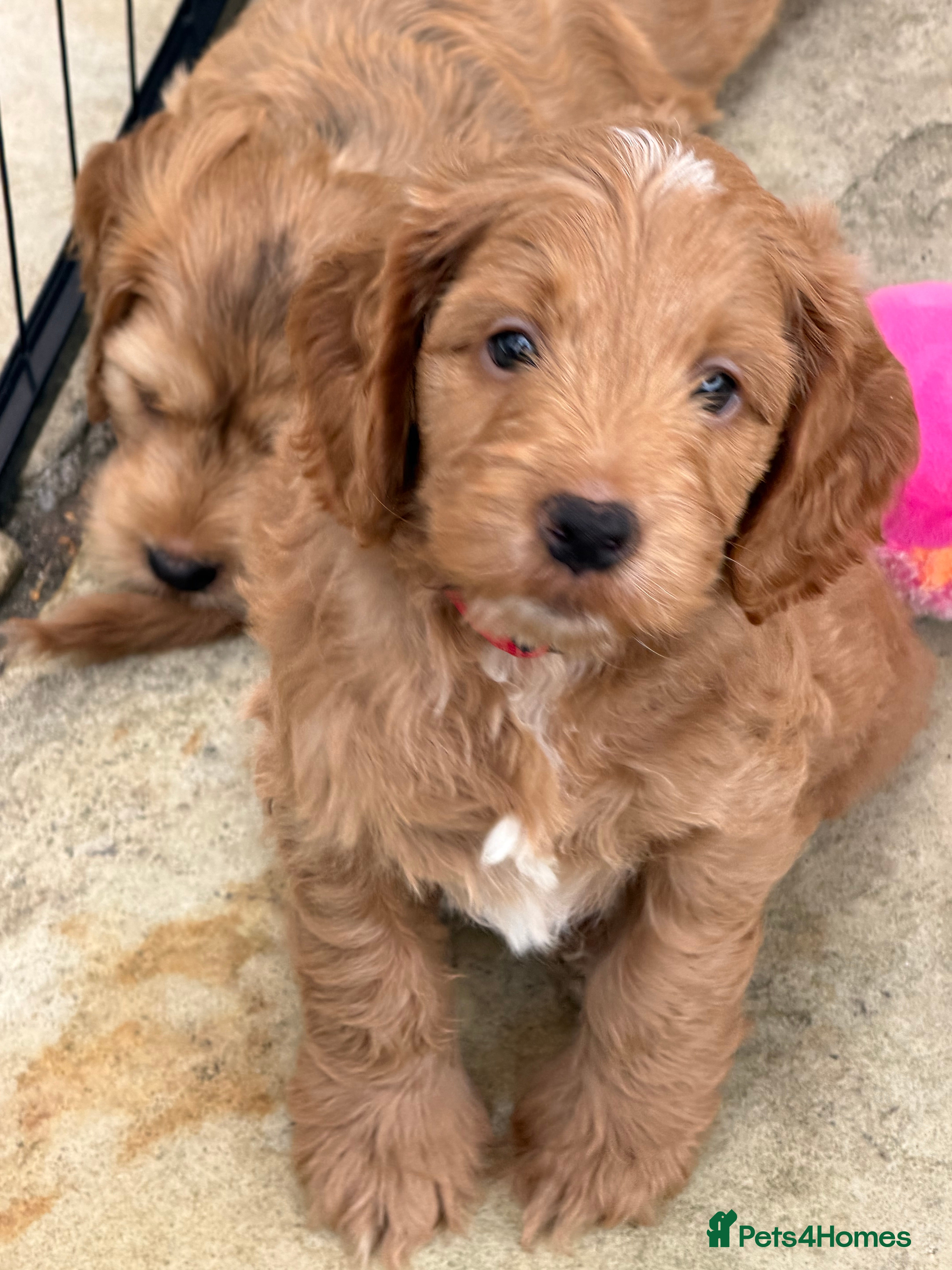 Mixed Breed dogs Beautiful Miniature Austrailian Labradoodle pups - Advert 2