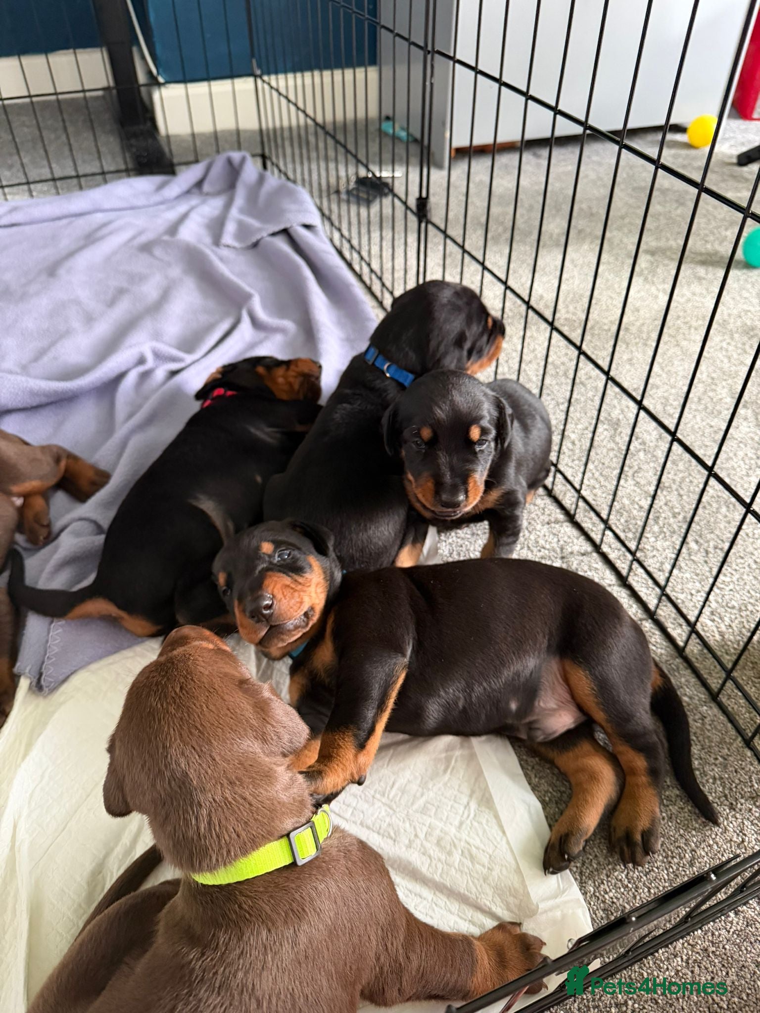Dobermann dogs 6 Beautiful Doberman Puppies  🐾 - Advert 17