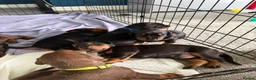 Dobermann dogs for sale: 1 Beautiful Female Doberman Puppy  - Advert 1