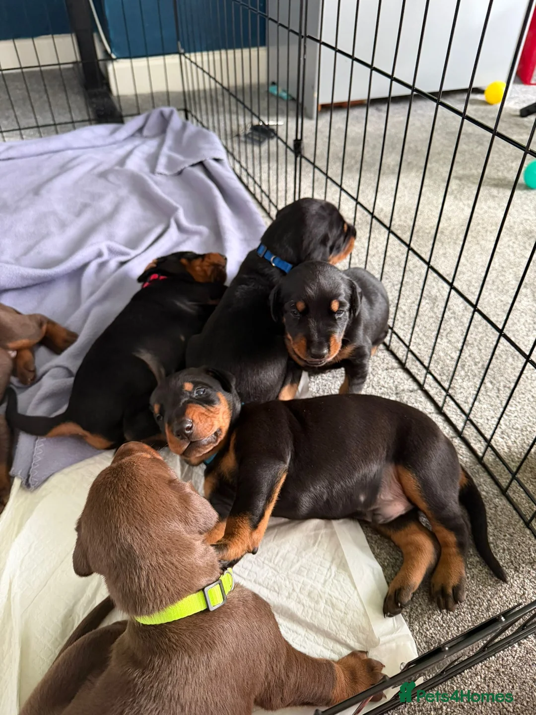 Dobermann dogs for sale: 1 Beautiful Female Doberman Puppy  - Advert 1