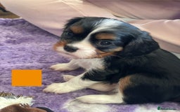 Cavalier King Charles Spaniel dogs for sale: Health Tested CKCS puppies  - Advert 7