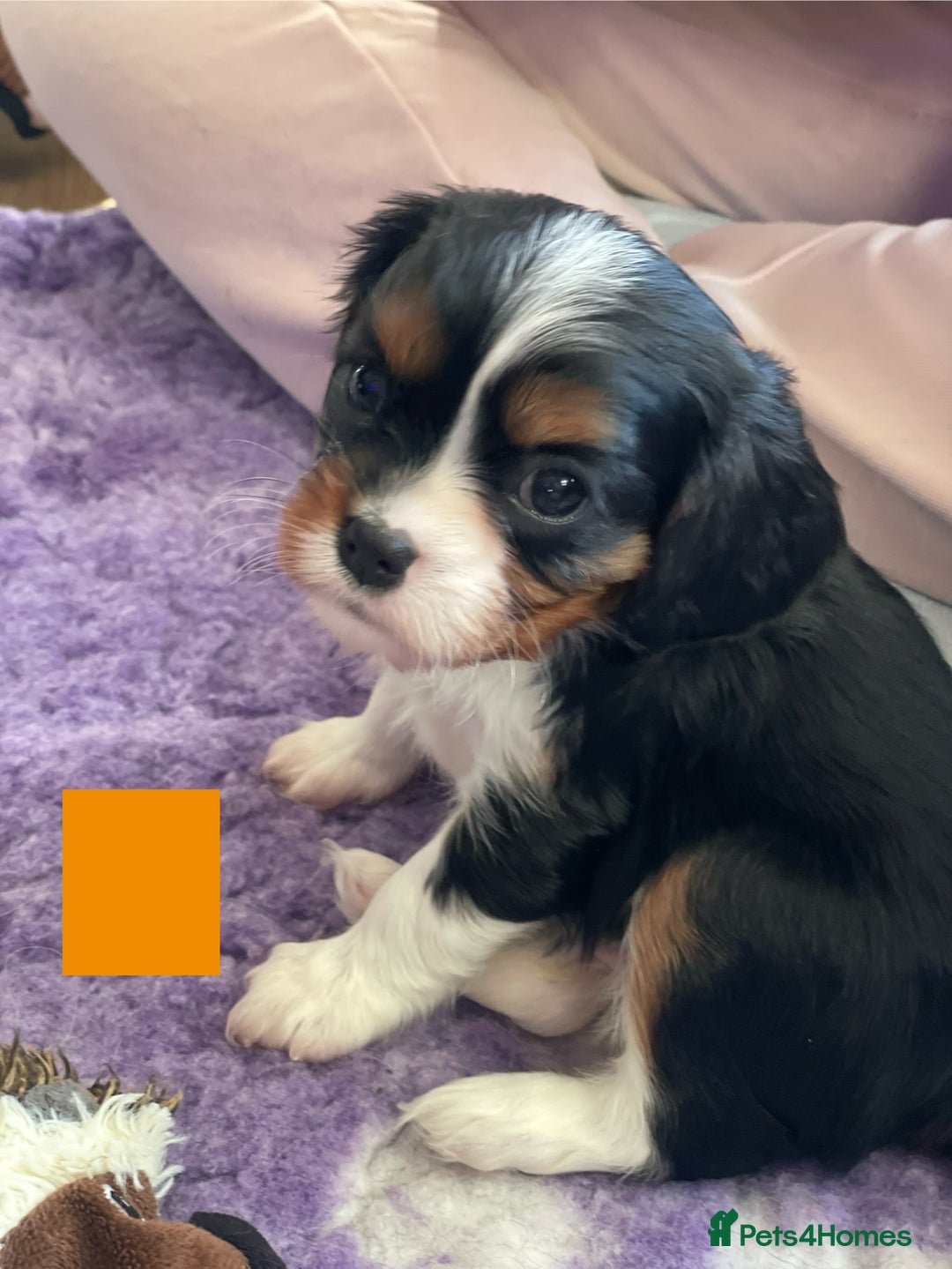 Cavalier King Charles Spaniel dogs for sale: Health Tested CKCS puppies  - Advert 7