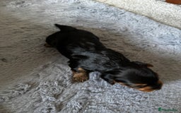 Yorkiepoo dogs for sale: 3 Beautiful Yorkiepoo puppies - Image 8
