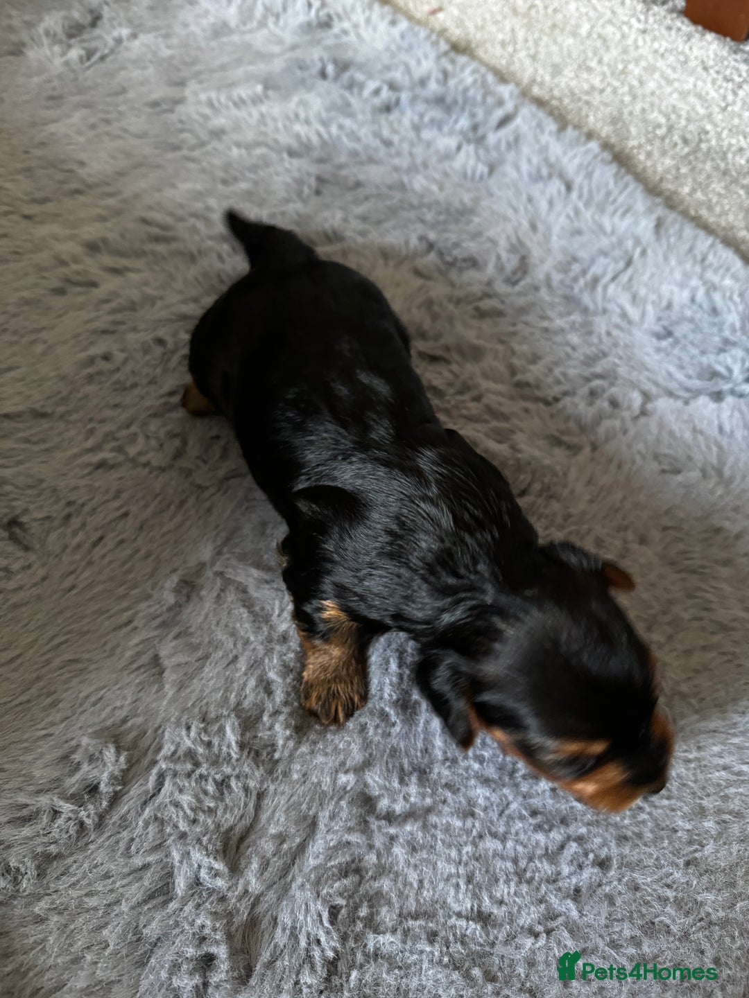 Yorkiepoo dogs for sale: 3 Beautiful Yorkiepoo puppies - Image 8