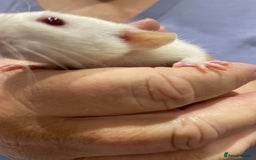 Rat rodents for sale: Very friendly baby rats, including dumbo Siamese  - Image 11