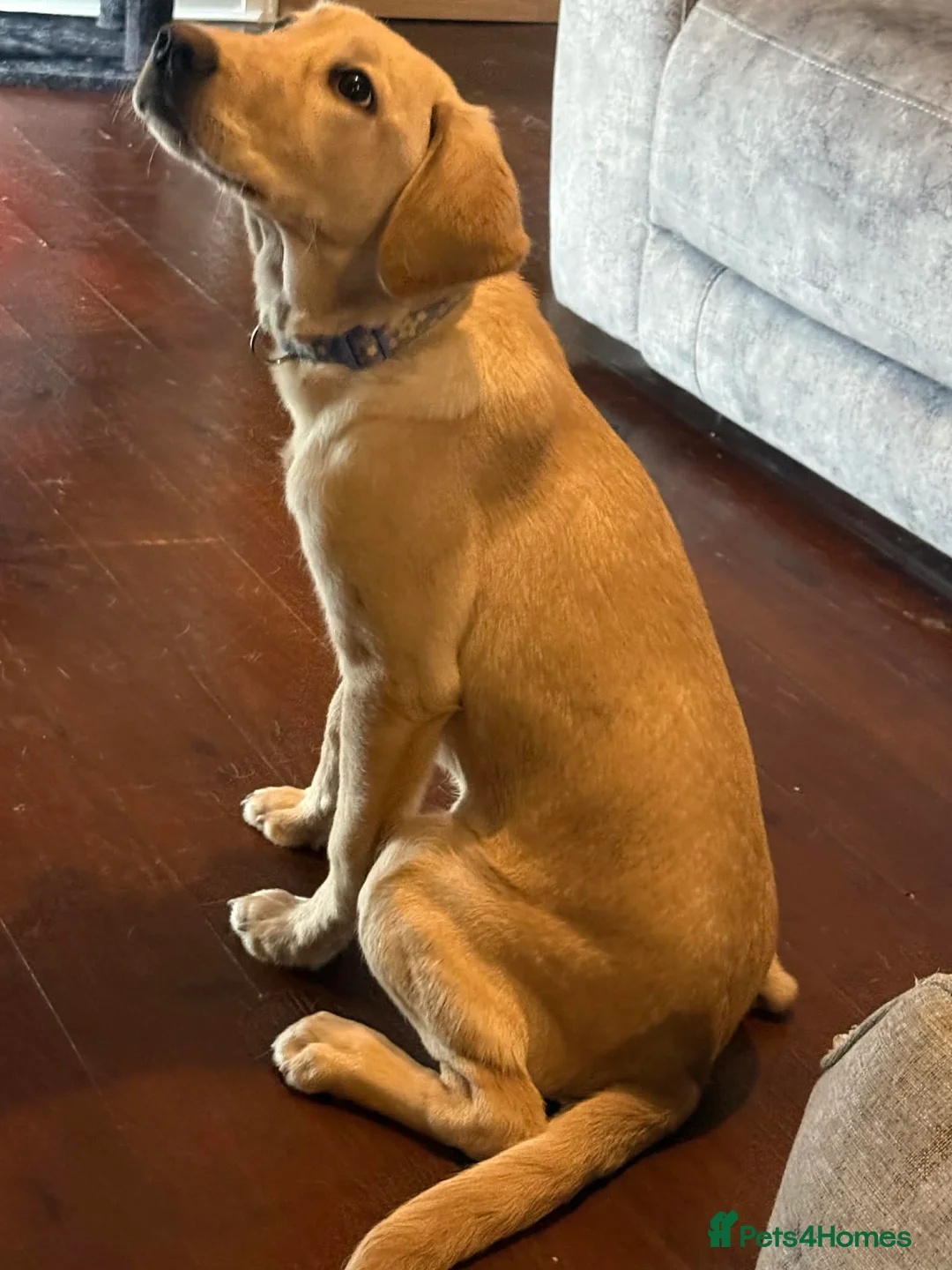 Labrador Retriever dogs for sale: Golden Labrador - female (5 months old) in Doncaster - Advert 2