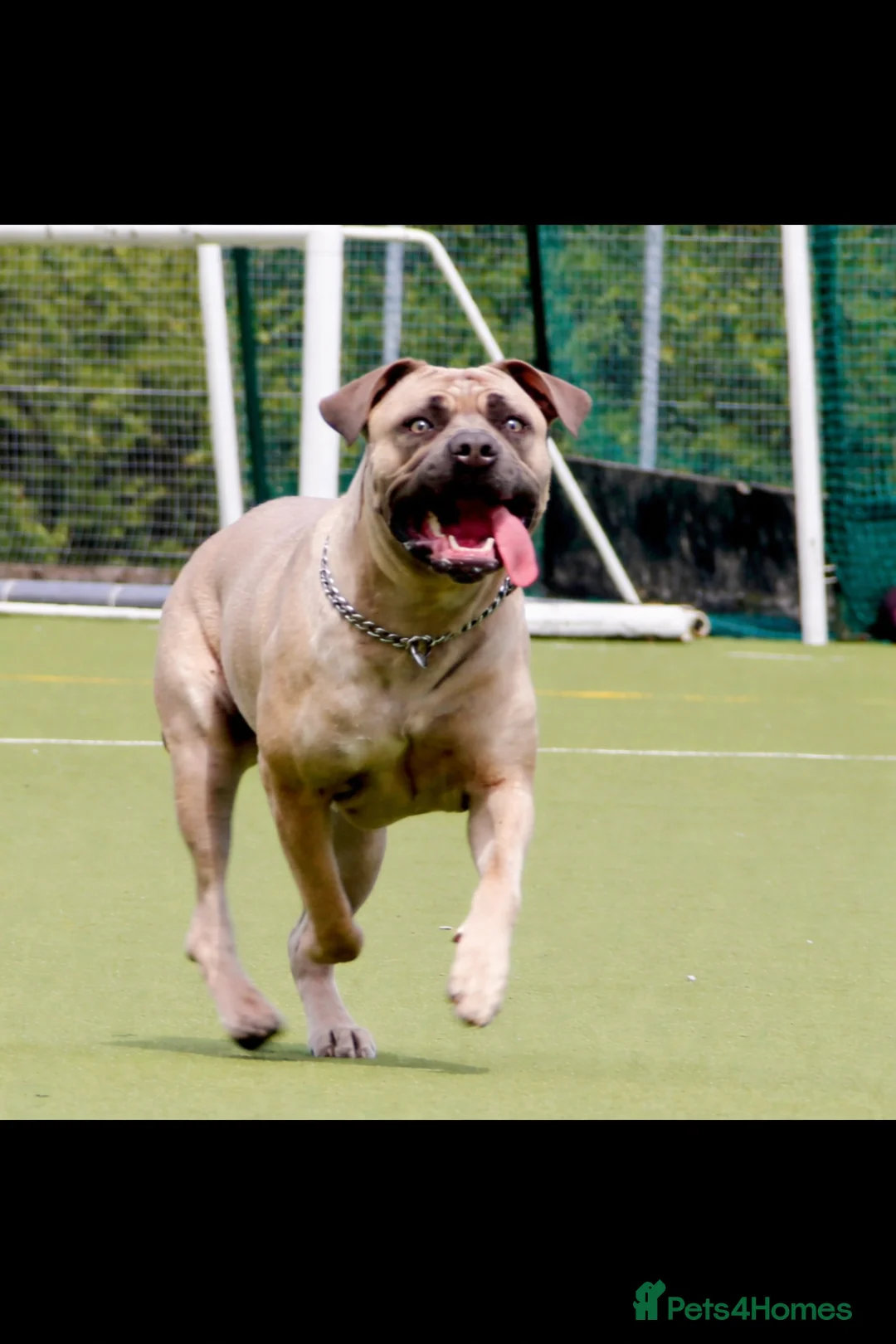 Mixed Breed dogs for sale: Cane Corso x Performance Mastiff in Stockport - Advert 1