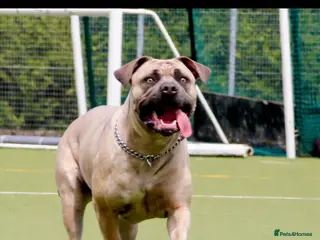 Mixed Breed dogs Cane Corso x Performance Mastiff - Advert 1