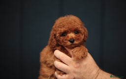 Toy Poodle dogs for sale: ASIAN TOY POODLE PUPPIES - Image 4