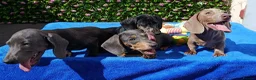 Dachshund dogs for sale: HUGO FULLY VAX  QUAILTY MINI KC Reg PRA CLEAR  - Advert 10