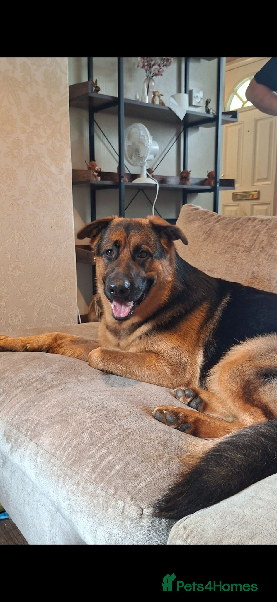 German Shepherd dogs My gorgeous boy - Advert 1