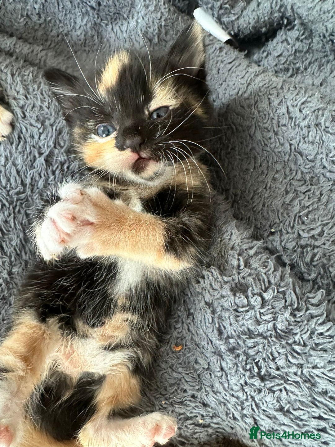 British Longhair cats for sale: Beautiful litter of kittens  - Image 10