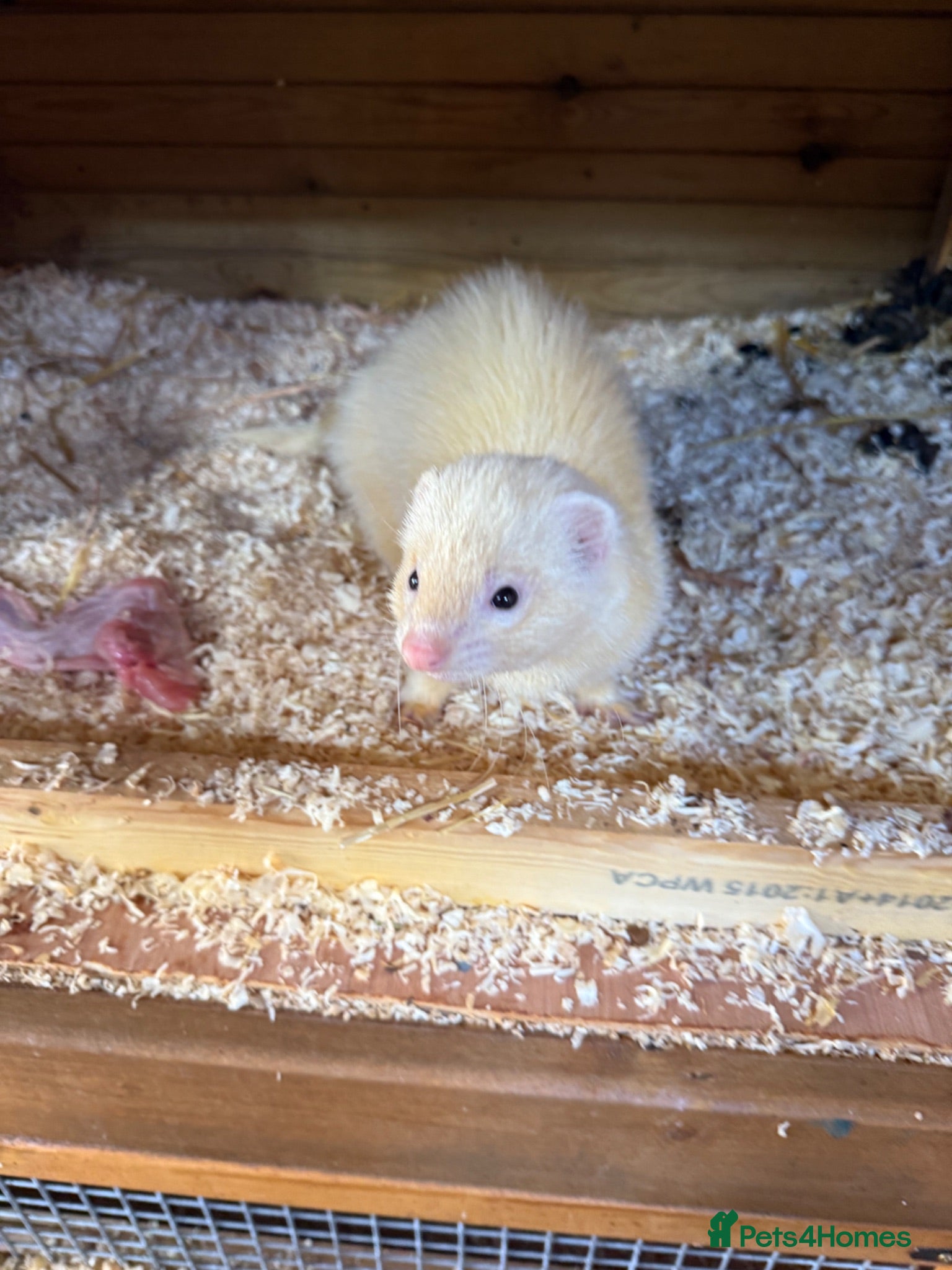 Ferret rodents Black eyed while Jill  - Advert 3