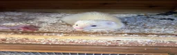Ferret rodents for sale: Black eyed while Jill  - Advert 1