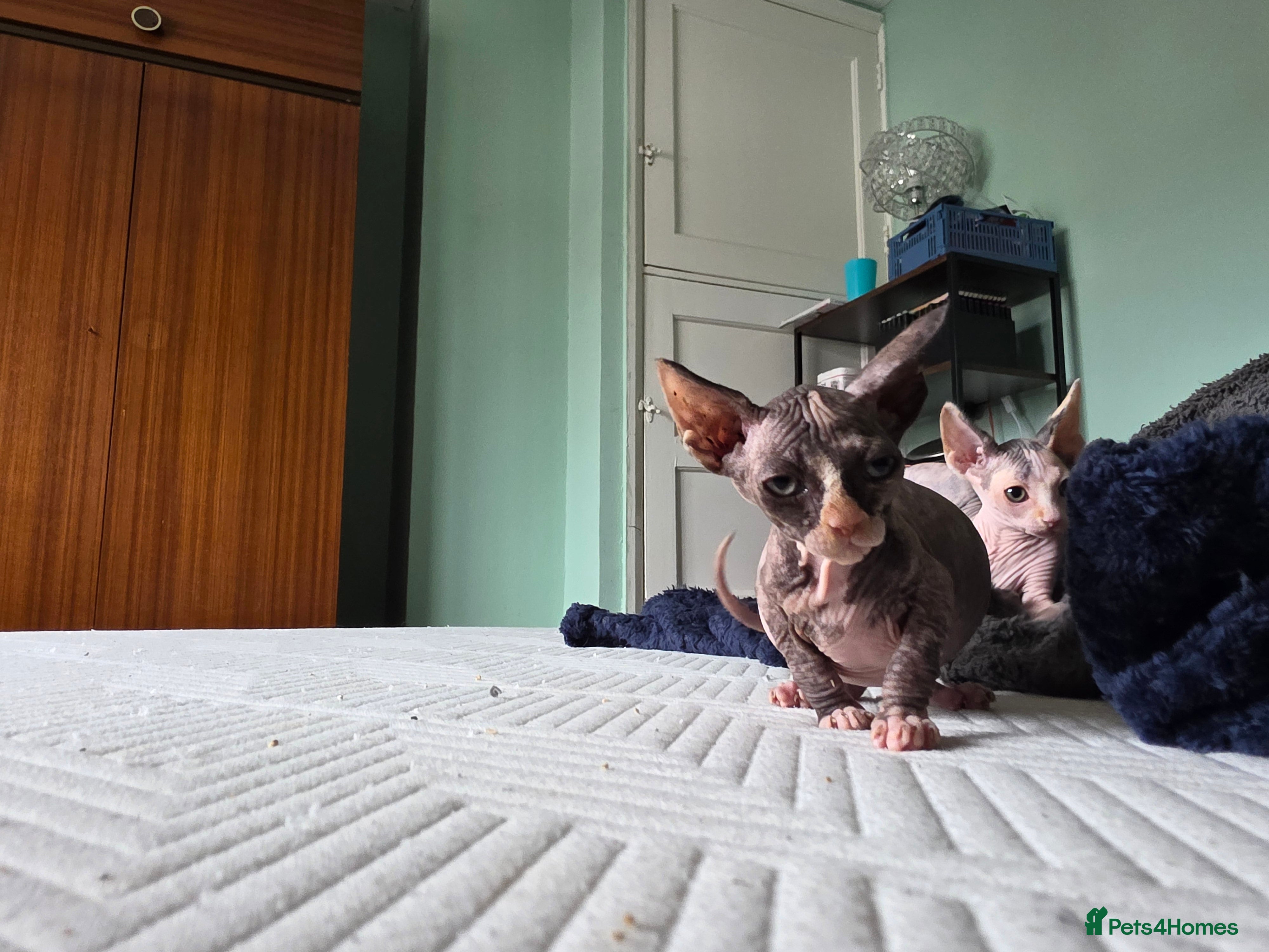 Sphynx cats for sale:  Kittens Ready for Loving Homes - Advert 10