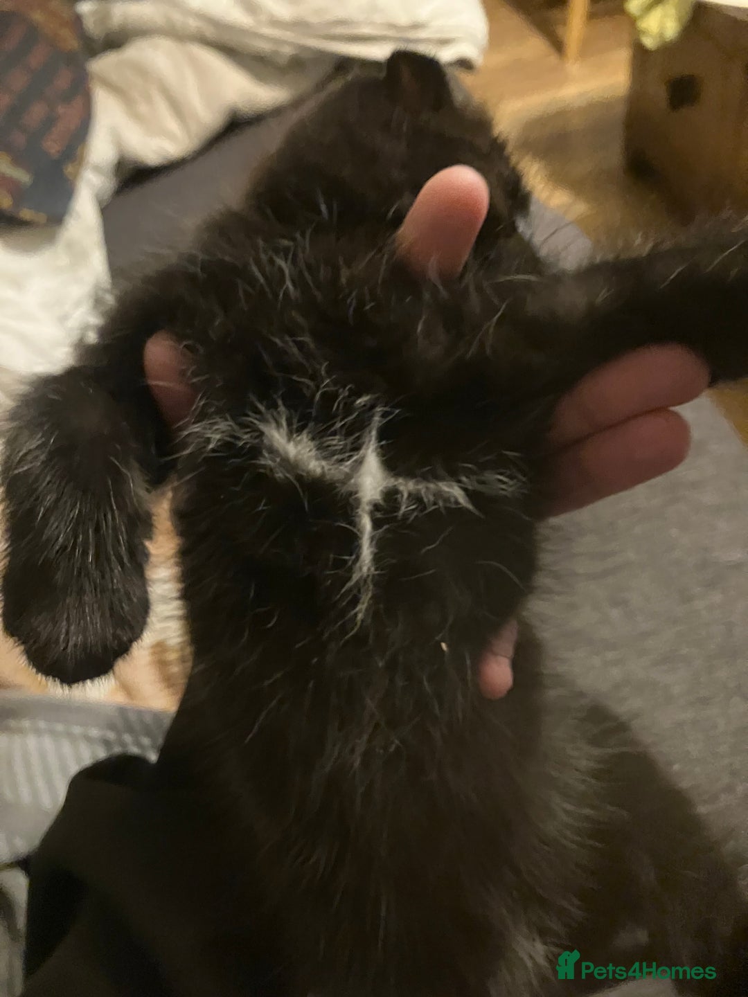 Scottish Fold cats for sale: Khao Manee/Scottish fold Girl - Advert 10