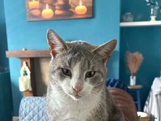 Mixed Breed cats 🐈⬛Beautiful grey boy with lovely markings 🐈⬛ - Advert 15