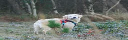Golden Retriever dogs for sale: 🌟🏆CHAMPION Couple 35GEN HEALTH CERTIFICATED - Advert 8