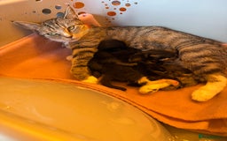 Mixed Breed cats for sale: 2 male kittens. Black and white remaining. - Image 7