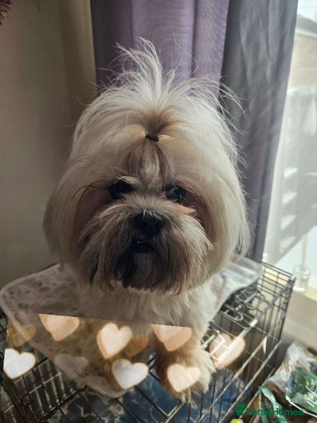 Lhasa Apso dogs for stud: Proven lhasa apso boy for stud in Walsall - Image 5