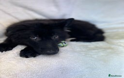 German Shepherd dogs for sale: Pedigree Long Haired German Shepherd  - Image 7