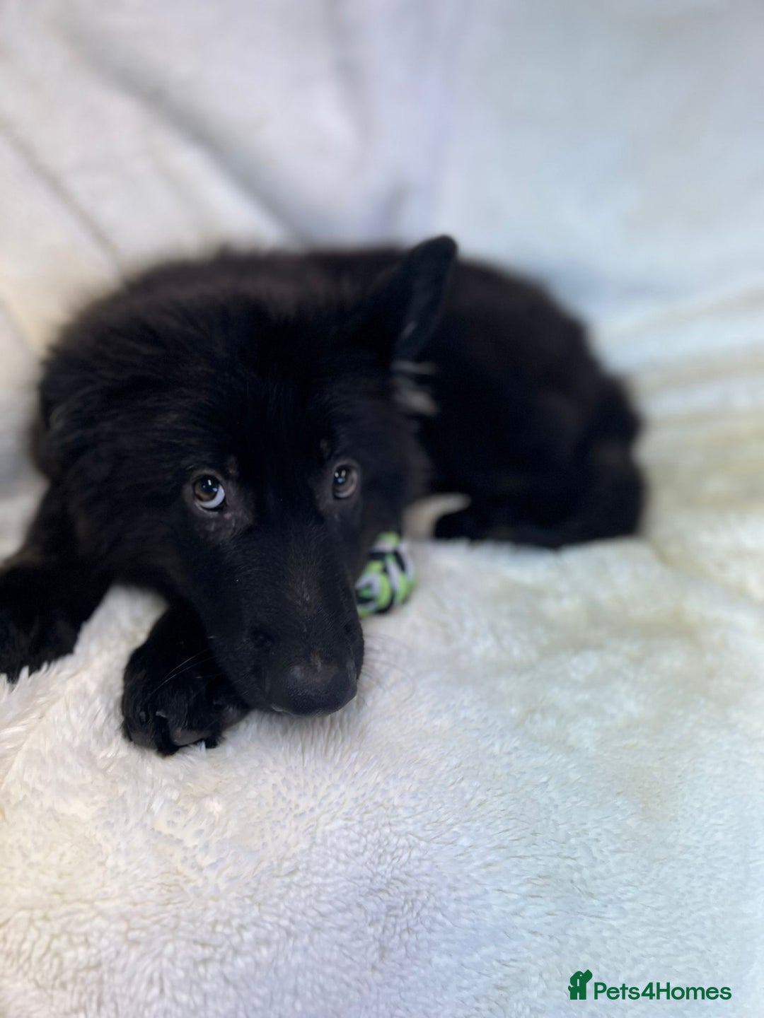 German Shepherd dogs for sale: Pedigree Long Haired German Shepherd  - Image 7