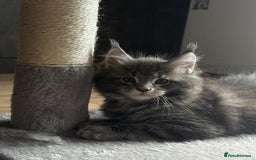 Maine Coon cats for sale: Maine Coon Kittens for sale - Image 9