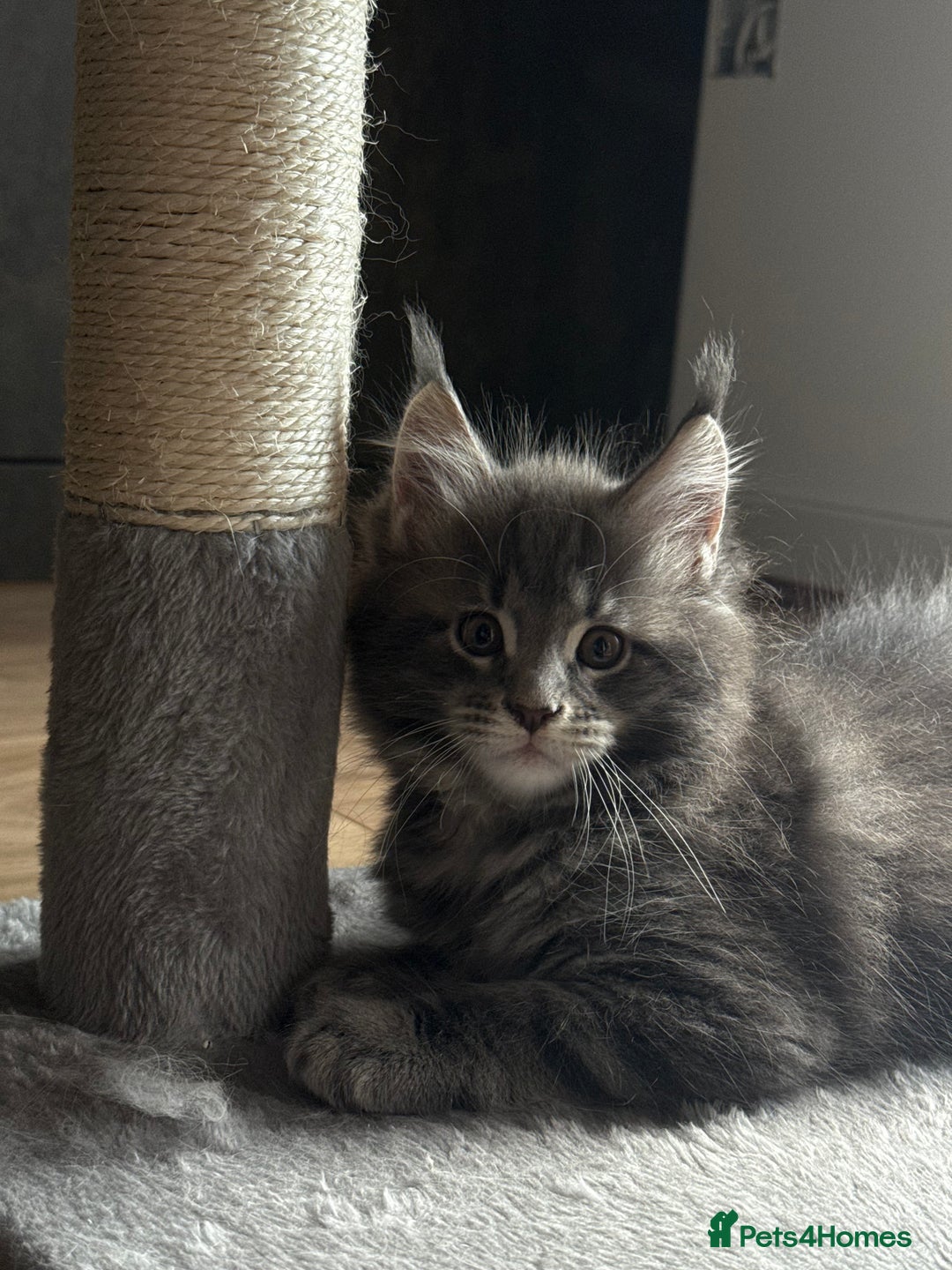Maine Coon cats for sale: Maine Coon Kittens for sale - Image 9